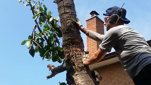 Finishing off a cherry tree