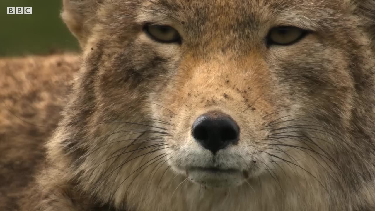 Feeding Hungry Fox Cubs is a Full-Time Job | 4K UHD | China: Nature's Ancient Kingdom | BBC Earth