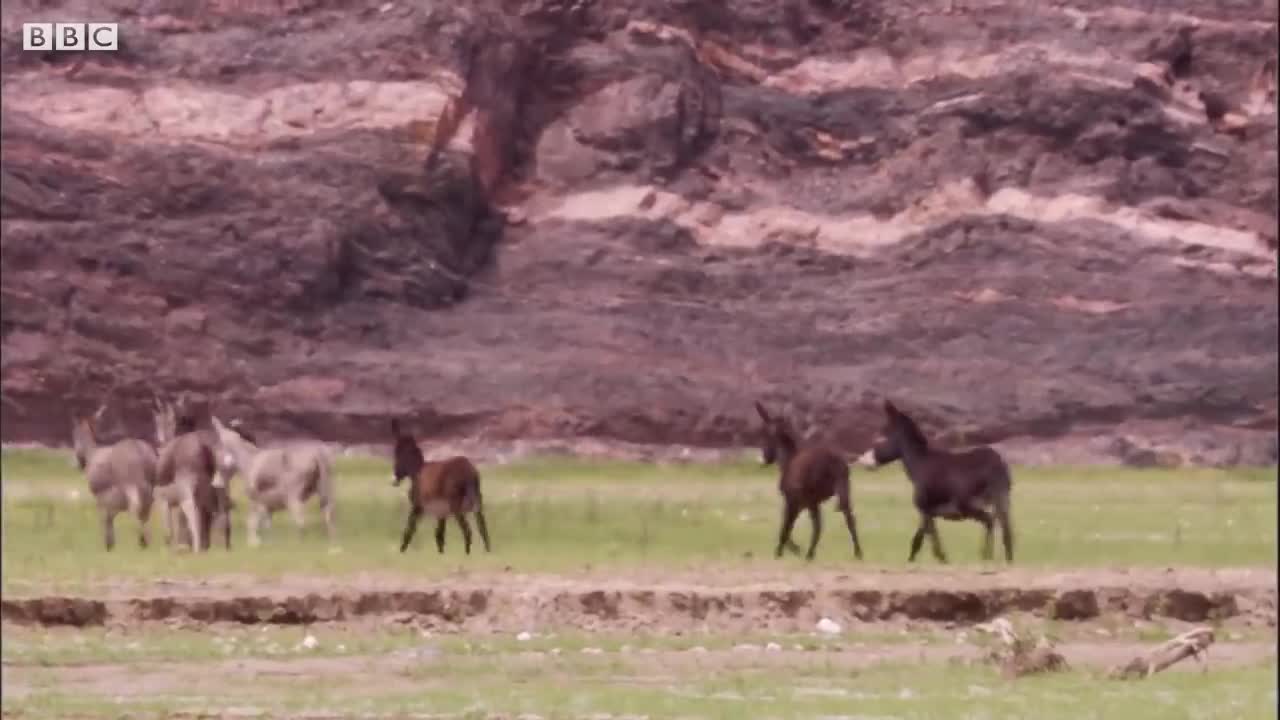 Young Lions Mercilessly Attack Donkey Herd