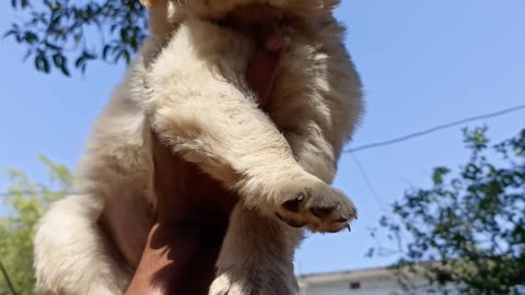 Quality Golden Retriever Puppies Available 9109469566