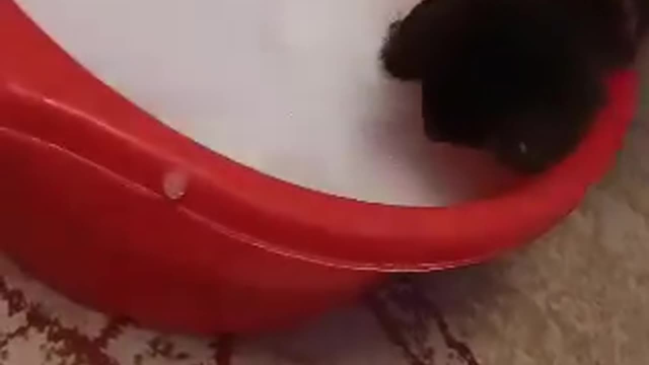 my cat likes to play with bubble soap