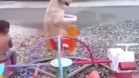 Funny animal videos|Cute animal videos |Funny dog&cat videos|Hilarious pet videos|Funny video