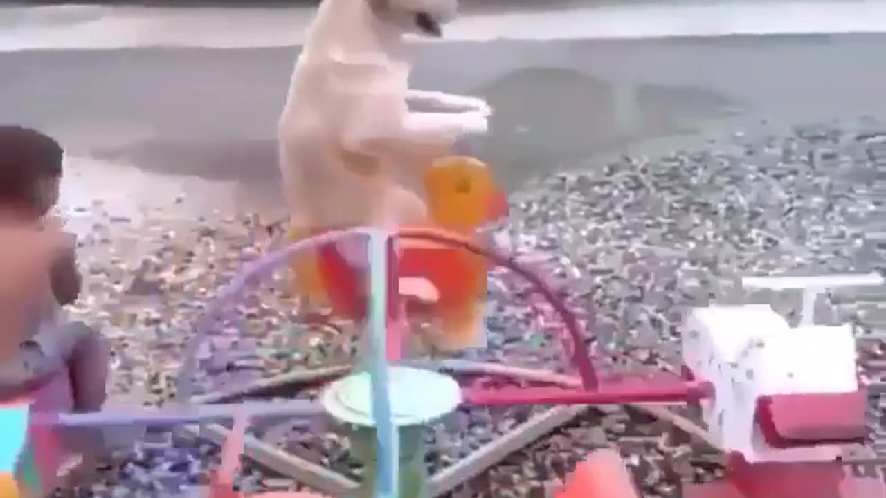 Funny animal videos|Cute animal videos |Funny dog&cat videos|Hilarious pet videos|Funny video