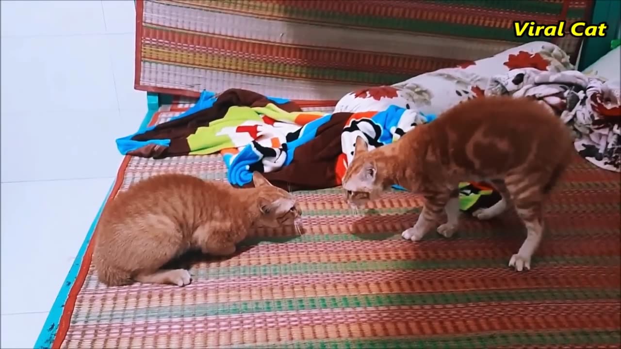 Funny Animals Videos 2023 😂 - Funniest Cats And Dogs Video of 😺 😍