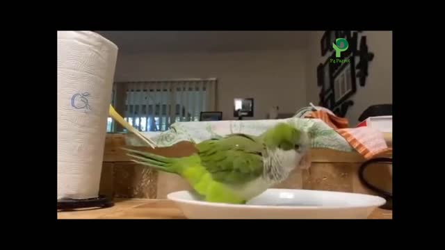 Parrot Videos Amazing funny naughty and entertaining