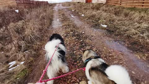 High Angle Footage Of The Dogs Walking In The Road