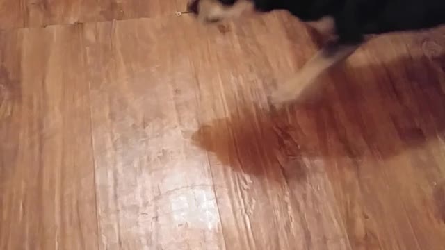 Small Dog Has Big Dog Attitude