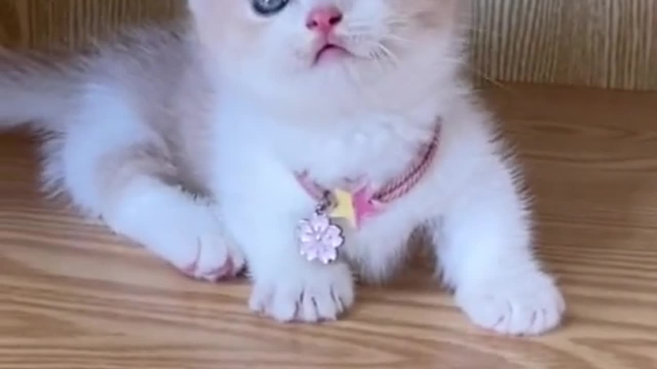 cute cat baby 🥰🥰🥰🥰