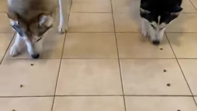 HUSKIES RACE FOR TREATS!!! (MALE vs FEMALE)