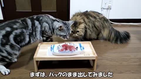 初めてマグロの刺身を上げたらこうなったｗ ねこずちゃんねる322 #猫 #ねこ #cat