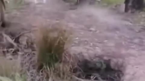 Fan animals video