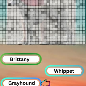 Bow-wow Trivia Challenge 1