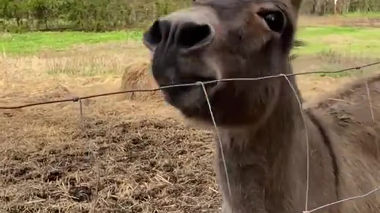 Donkey Loves New Toy