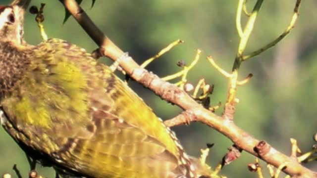 Scally-bellied Woodpecker