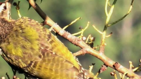 Scally-bellied Woodpecker