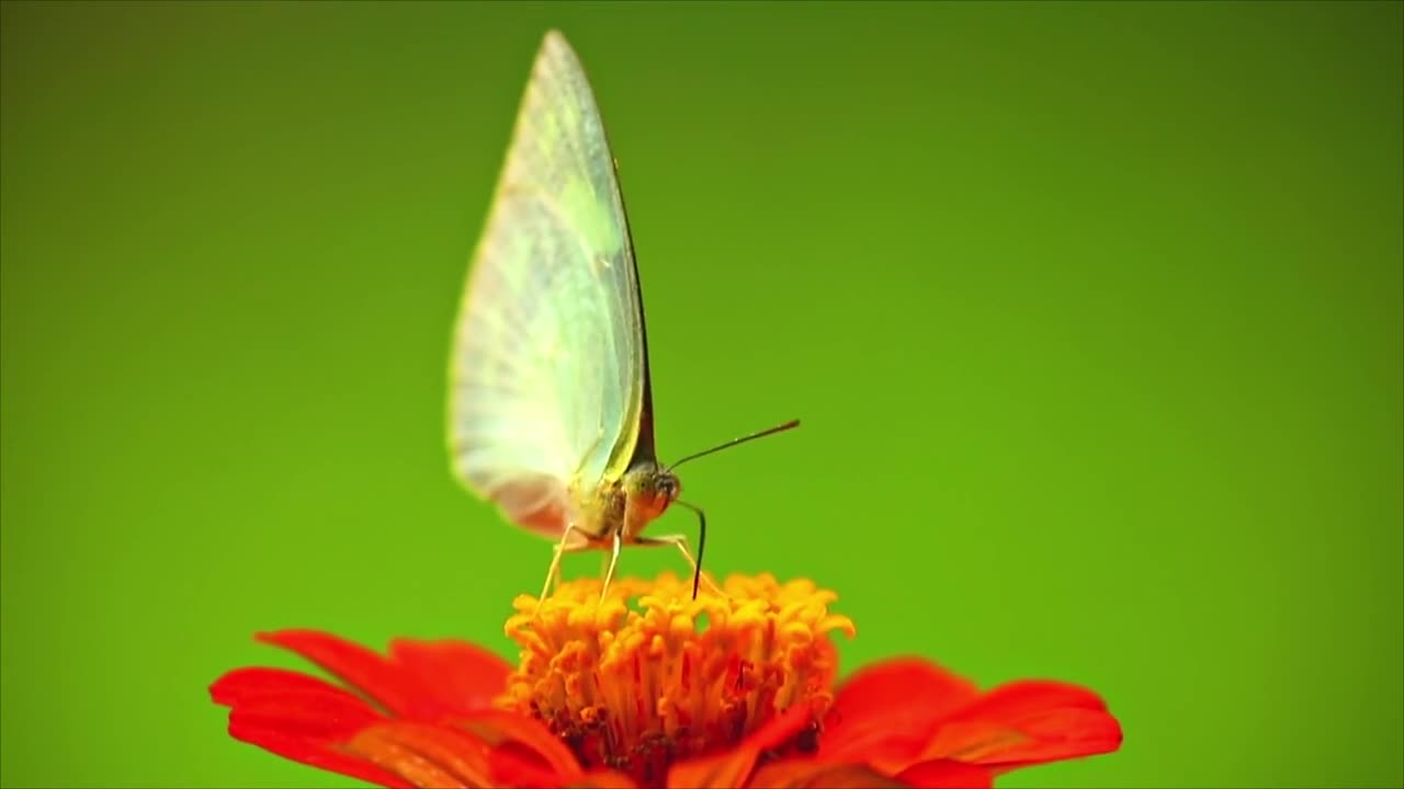 Butterfly Feeding Insect Spicebush Swallowtail