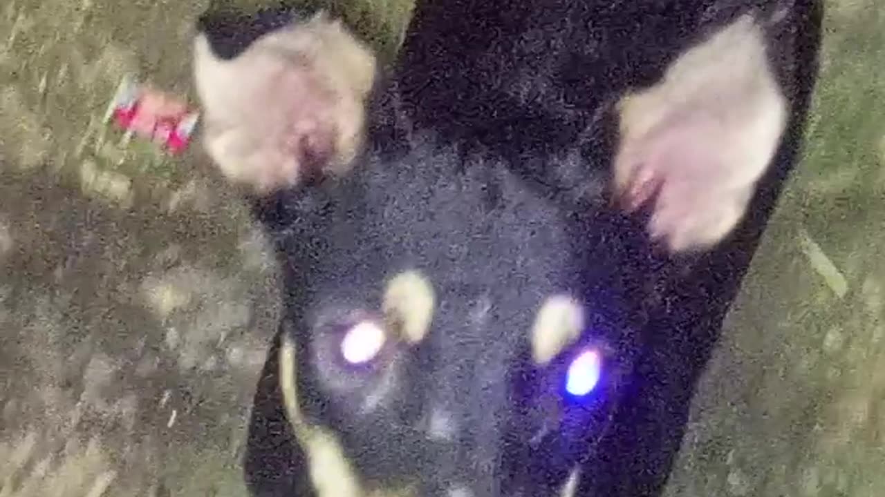 Hungry doggy wants food