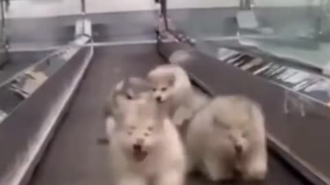 Cute dogs trying to walk on the escalator