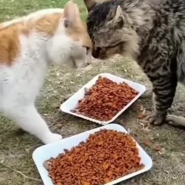 На это можно смотреть ВЕЧНО!! Смешные Кошки и Собаки! 😂😂😂 #Shorts