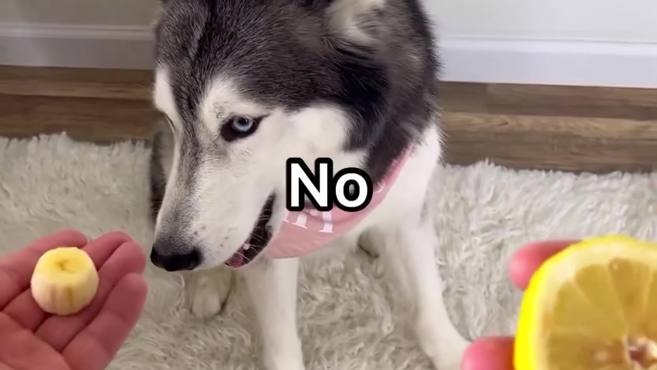 Funny Cute Husky Adorable moments