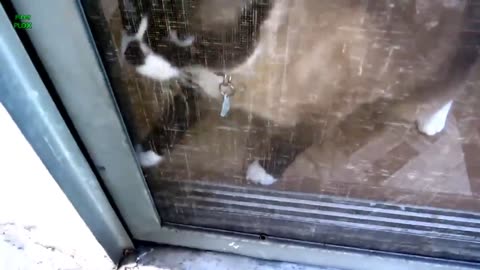 Funny cat and kittens 🐈‍⬛😁#2023