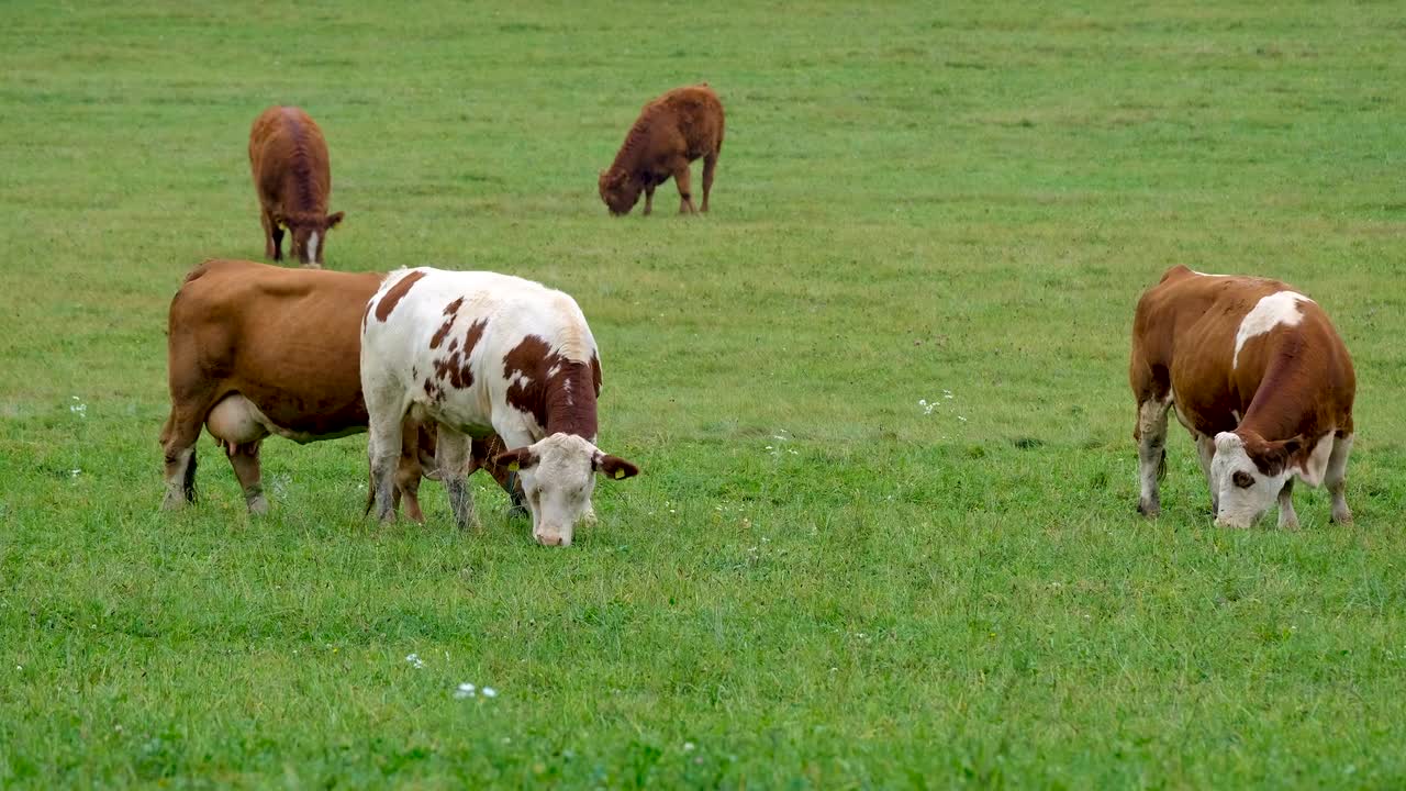 Cows Pasture Green Grass