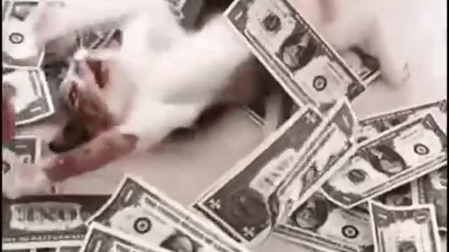 Cute Cat Money Gif! 🥰💗🐈💰