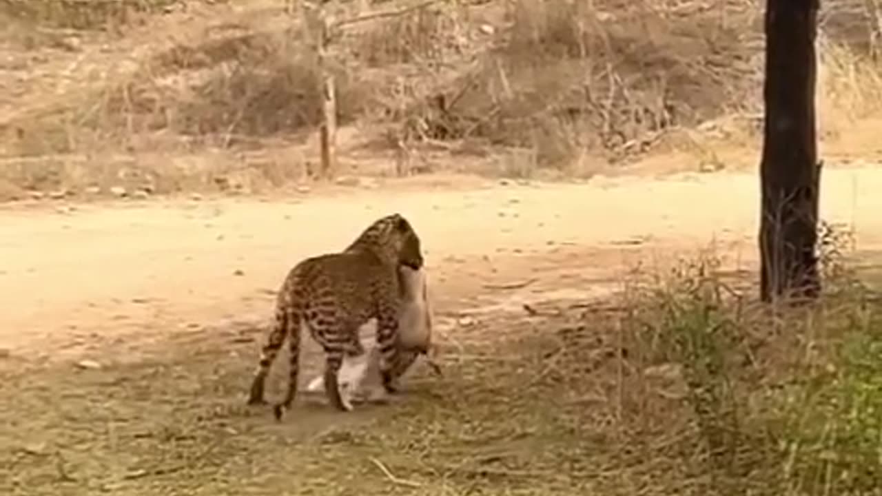 Leopard Vs Dog