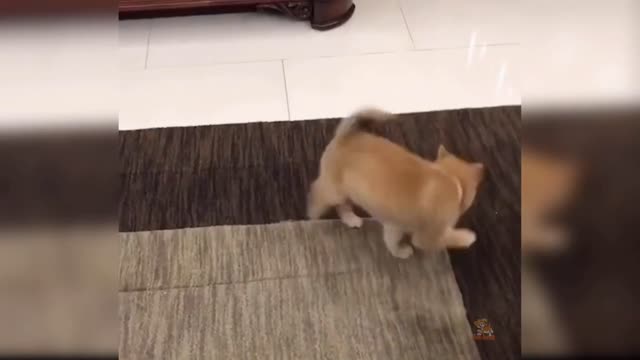 Funny dancing dog