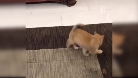 Funny dancing dog