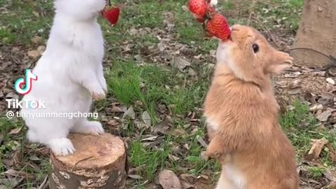 So cute 🥰 Rabbit 🐰🐰🐰