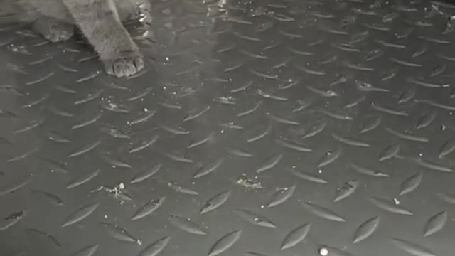Always happy when you are with your pet