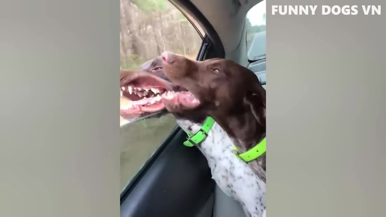 Funny Dogs And Cats - Try Not To Laugh Animals - 8