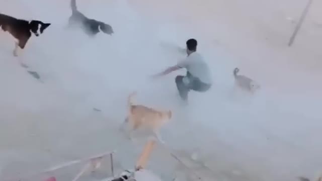 Dogs angry on man