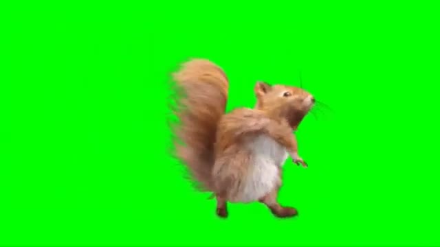 Dancing squirrel on greenscreen