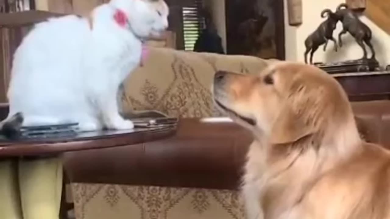 Ultimate wild Animals Most Amazing Momens Funniest Cat And Dogs Videos Best funny Animal videos 2023