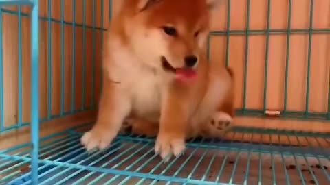 cute dog