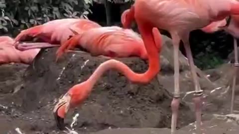 Baby ostrich learns to get food from its parents