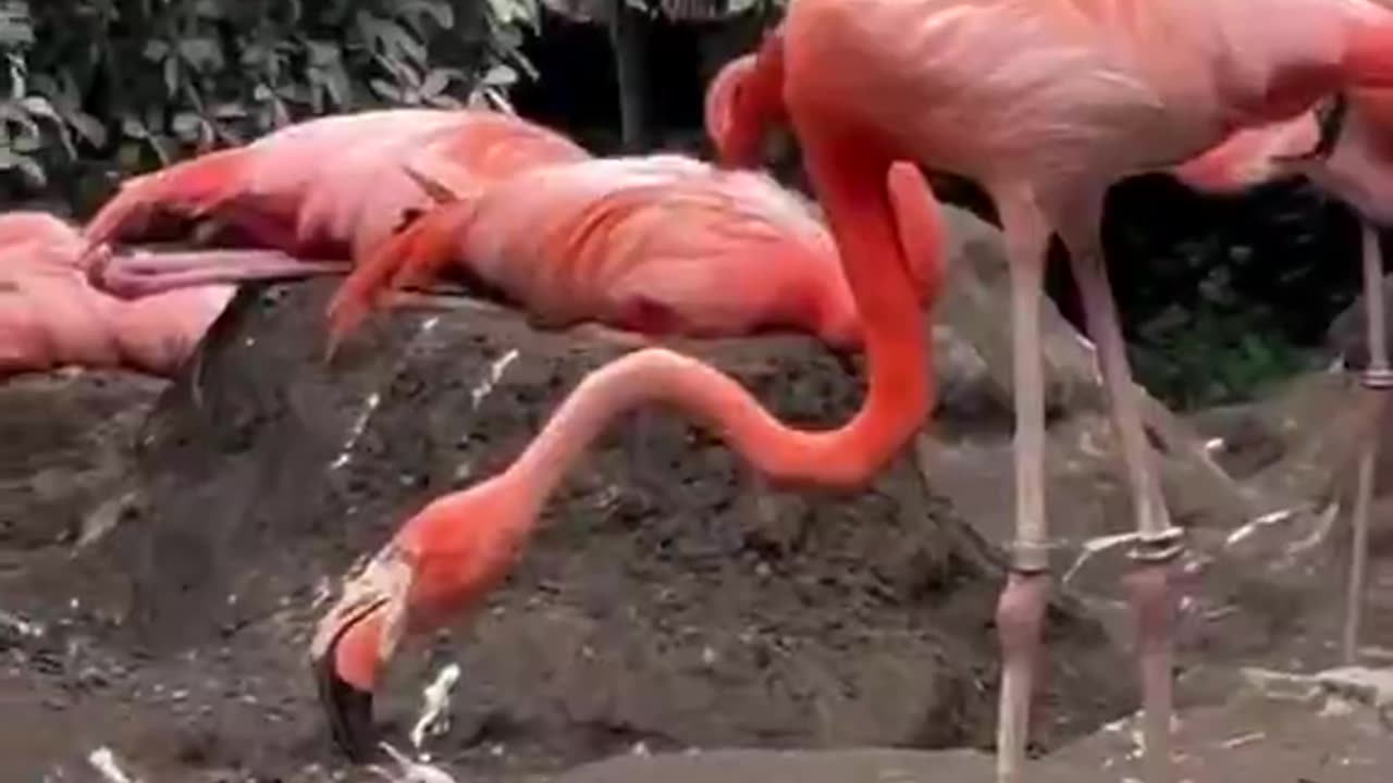 Baby ostrich learns to get food from its parents