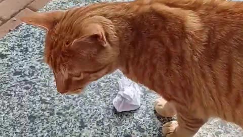 #viral #cat #kittens #trending 