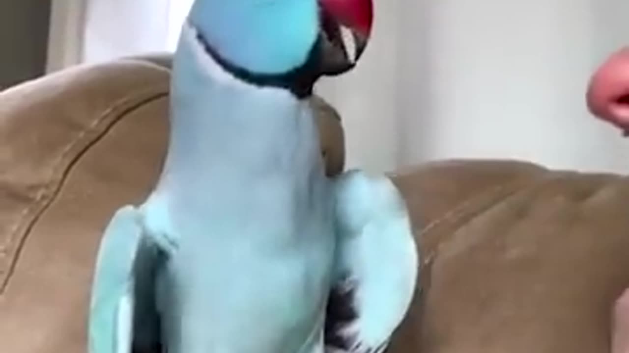 Funny videos