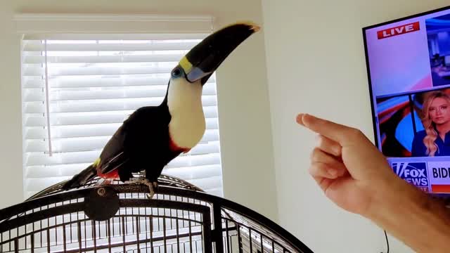 Elijha the Toucan ... LOUD & PROUD