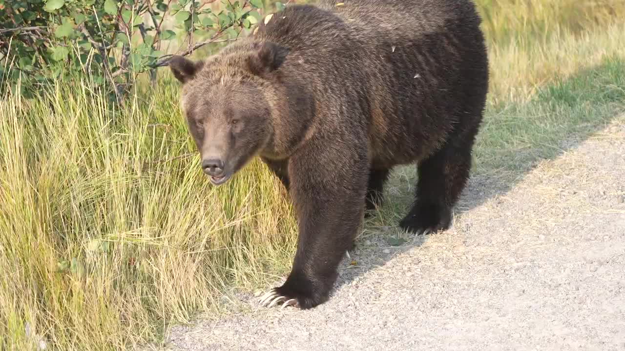 22 after releasing her four cubs in May.