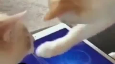 Funny animal cat video #rumble