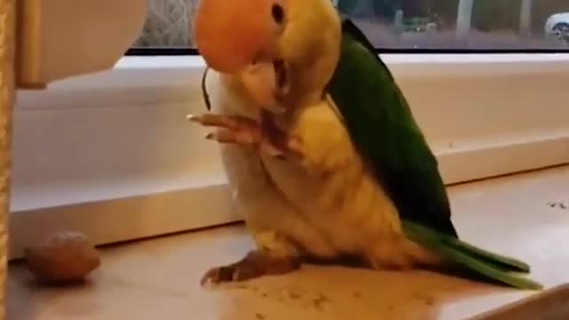 Parrot Attempts to Get Last Bits Out of Almond's Shell by Knocking it on Concrete Surface