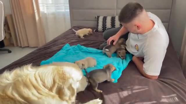 Golden Retriever Meets Puppies for the First Time