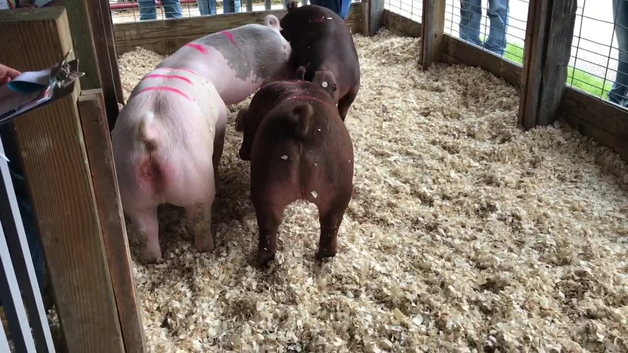 2017 Area Animal Science Days - Trempealeau County - Market Hogs