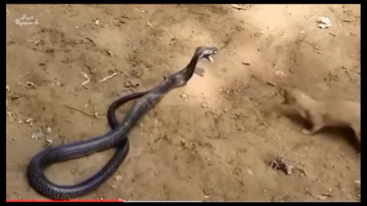 Mongoose vs snake fighting video.