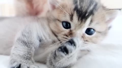 You can watch the friendly parent and child cat on the bed forever