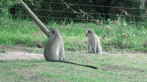 baby monkey attention , kill monkey , baby monkey , dead monkey , baby monkey dead